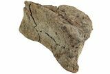 Hadrosaur (Edmontosaurus) Phalanx - Wyoming #229163-1